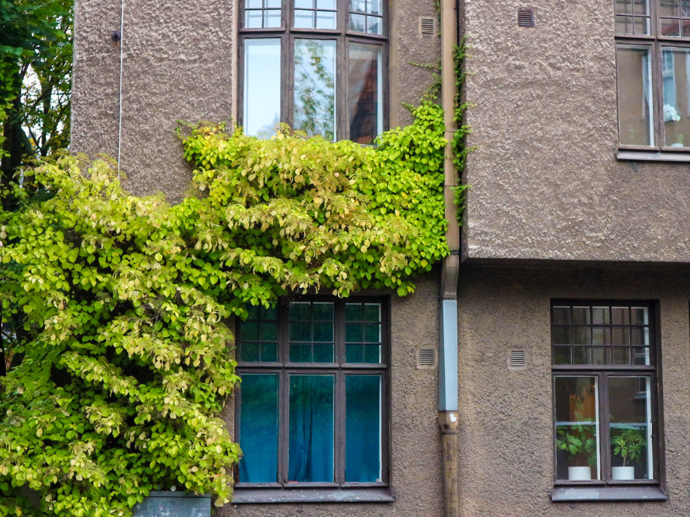 Ruskea tiilitalon seinä, jonka vasemmalla puolella vihreää puukasvustoa